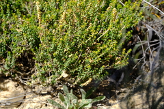 Agathosma marifolia