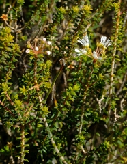 Agathosma marifolia