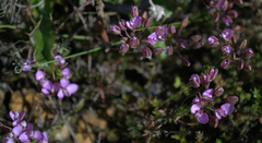 Polygala umbellata