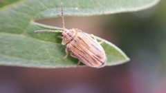 Ophraella communa