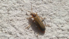 Cantharis terminata