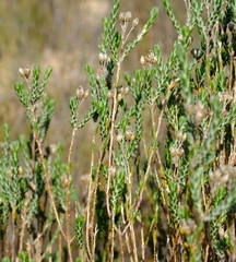 Athanasia leptocephala