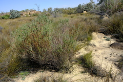 Athanasia leptocephala