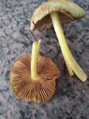 Bolbitius titubans titubans