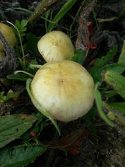 Bolbitius titubans titubans