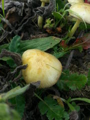 Bolbitius titubans titubans