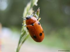Tituboea sexmaculata