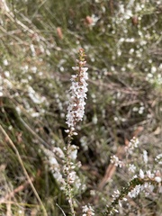 Epacris gunnii