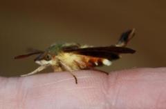 Macroglossum trochilus