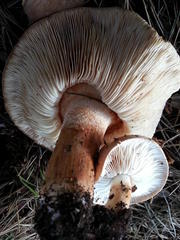 Tricholoma ustale