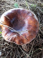 Tricholoma ustale