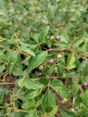 Ampelopsis delavayana