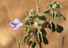 Barleria heterotricha