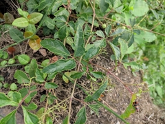 Ampelopsis delavayana