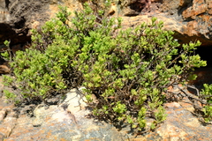 Senecio tortuosus