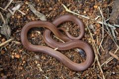 Aparallactus capensis capensis