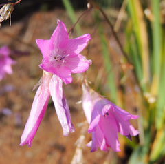 Dierama tysonii