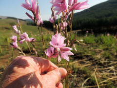 Dierama tysonii