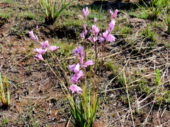 Dierama tysonii