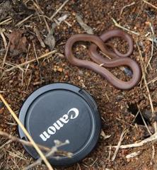 Aparallactus capensis capensis