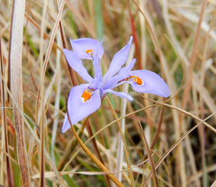 Moraea stricta