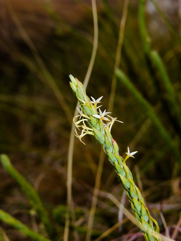 Star Capespray