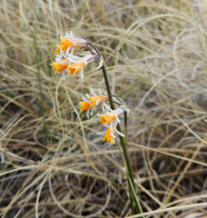 Tulbaghia