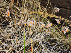 Tulbaghia
