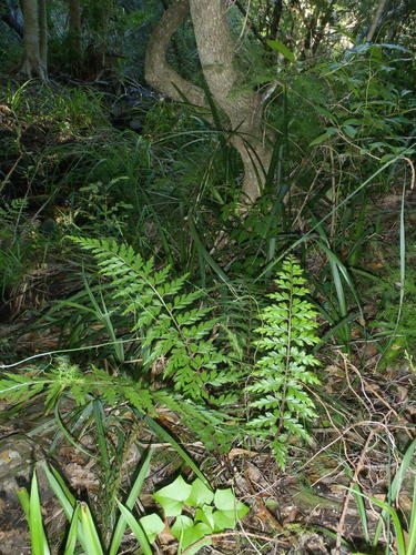 Egyptian spleenwort (Asplenium aethiopicum)