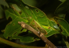 Amblypelta nitida