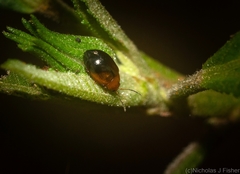 Nisotra bicolorata