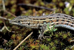 Psammodromus edwarsianus