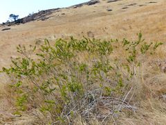Psoralea polysticta