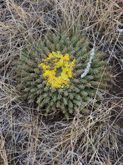 Anthacanthae
