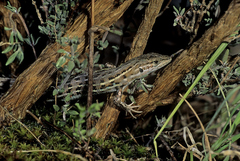 Psammodromus edwarsianus