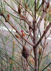 Allocasuarina distyla