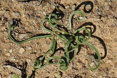 Albuca gethylloides