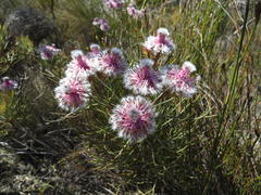 Serruria phylicoides