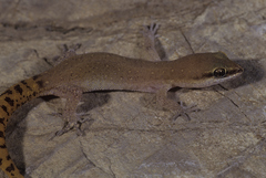 Saurodactylus brosseti