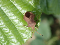 Coreus marginatus