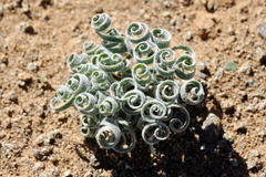 Gethyllis lanuginosa