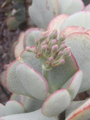 Crassula arborescens arborescens
