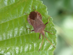 Coreus marginatus