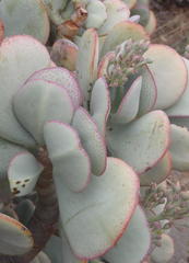 Crassula arborescens arborescens