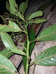 Nectandra reticulata