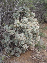Crassula arborescens arborescens