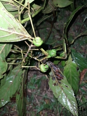 Nectandra reticulata