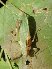 Tettigonia cantans