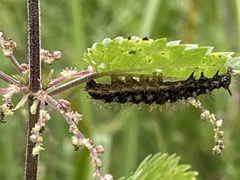 Aglais urticae