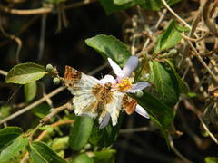 Netrobalane canopus